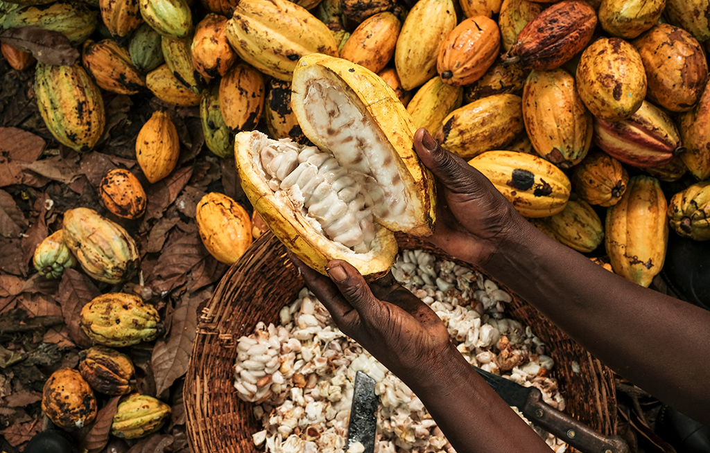 An opened cocoa bean
